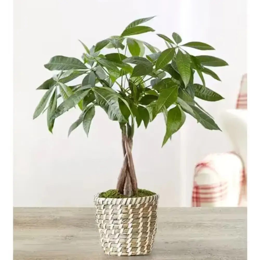 Money Tree, 10 to 14 in