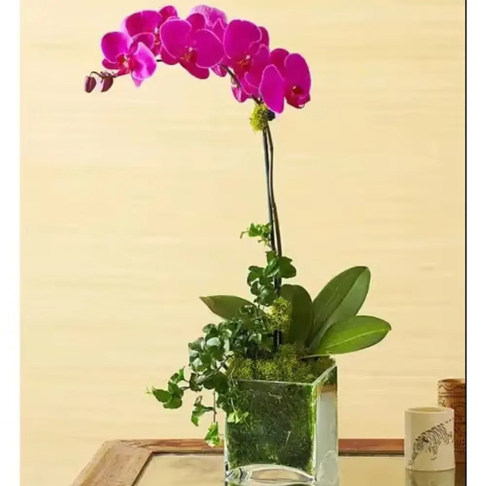 Purple Phalaenopsis Orchid