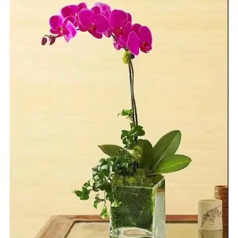 Purple Phalaenopsis Orchid