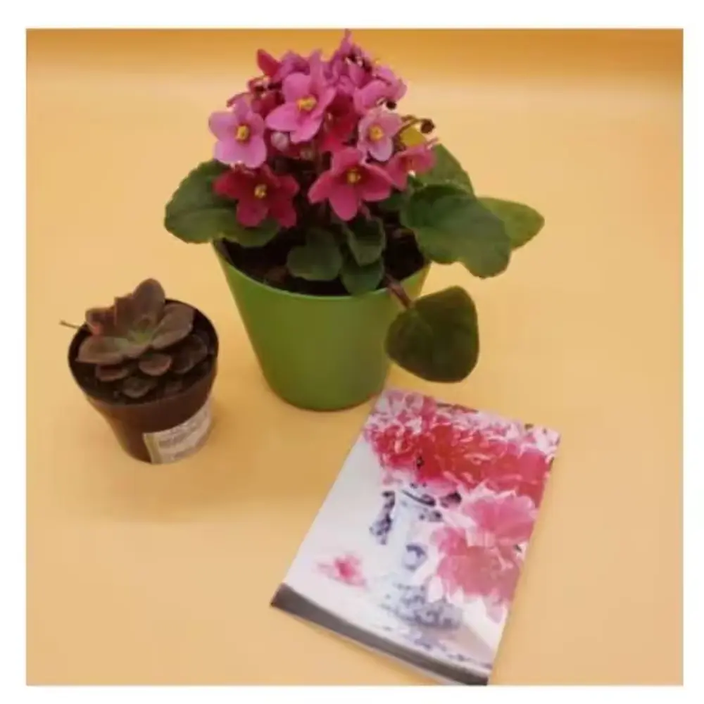 African Violet & Succulent