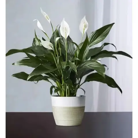 Peace Lily Plant