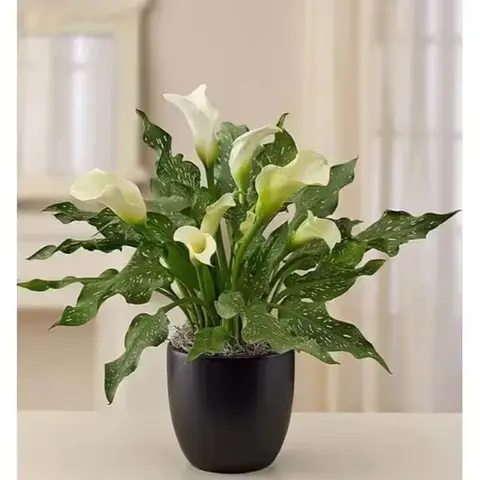White Calla Lily in Black Planter