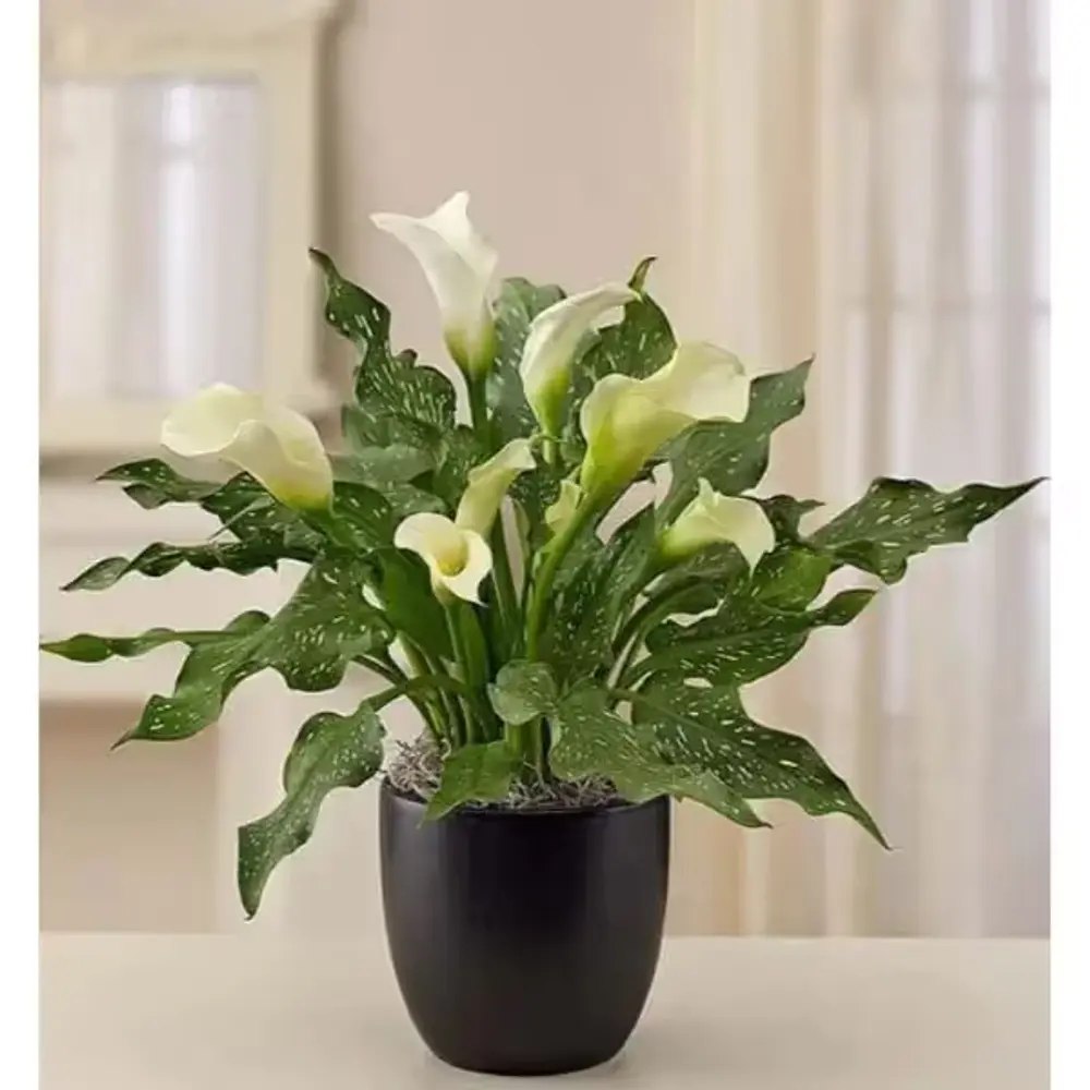 White Calla Lily in Black Planter