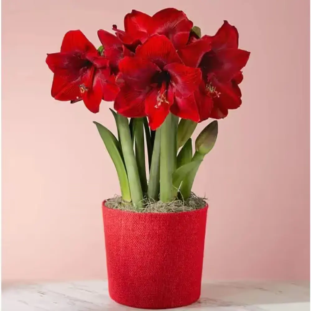 Red Amaryllis Bulb Garden