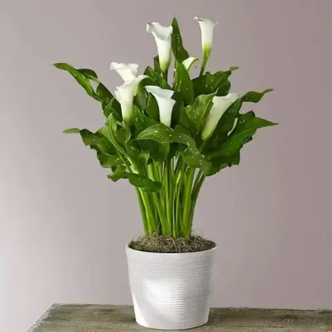 White Calla Lily Plant