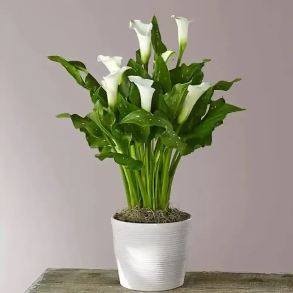 White Calla Lily Plant