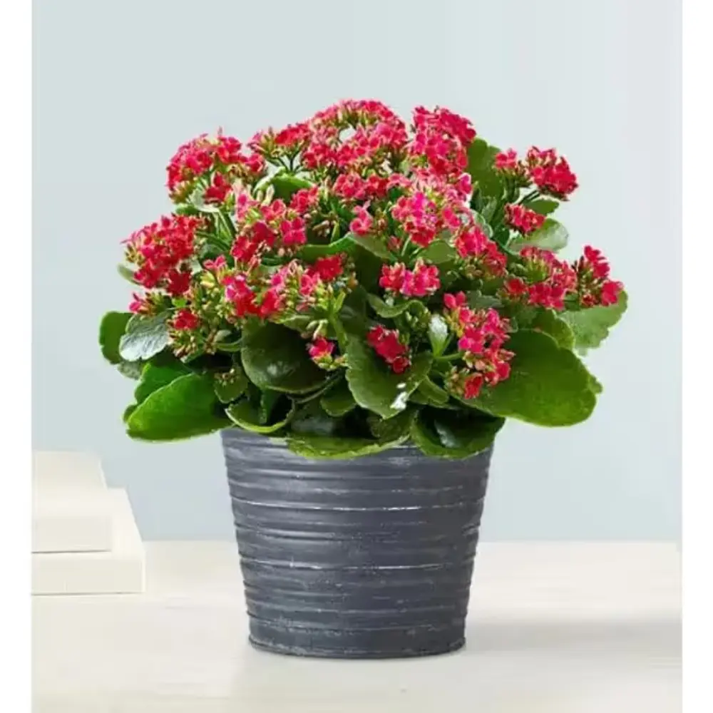 Kalanchoe Plant