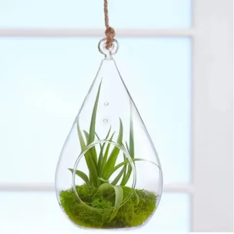 Hanging Air Plant Teardrop Terrarium