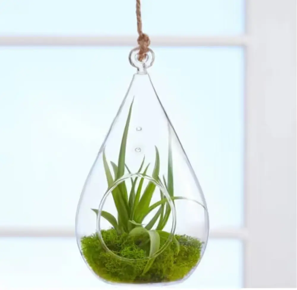 Hanging Air Plant Teardrop Terrarium
