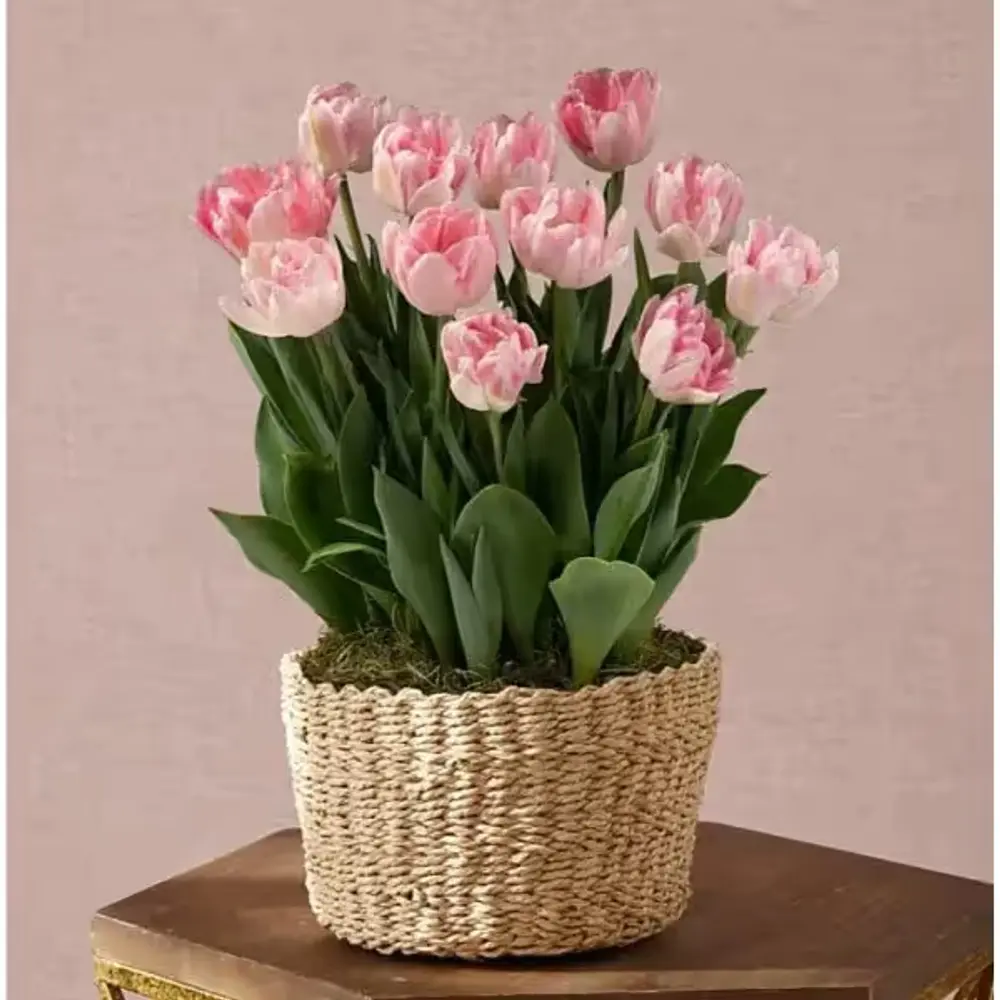 Love in Bloom Pink Tulip Garden