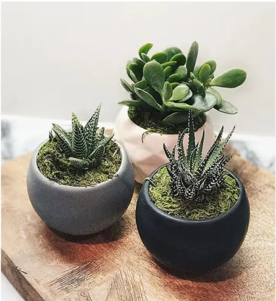Magnetic Succulent Trio