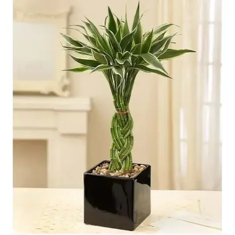 Modern Braided Bamboo