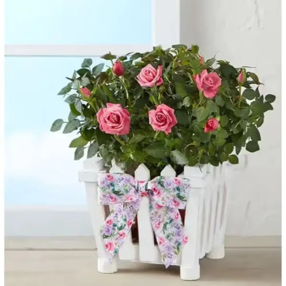 Charming Rose Garden Planter