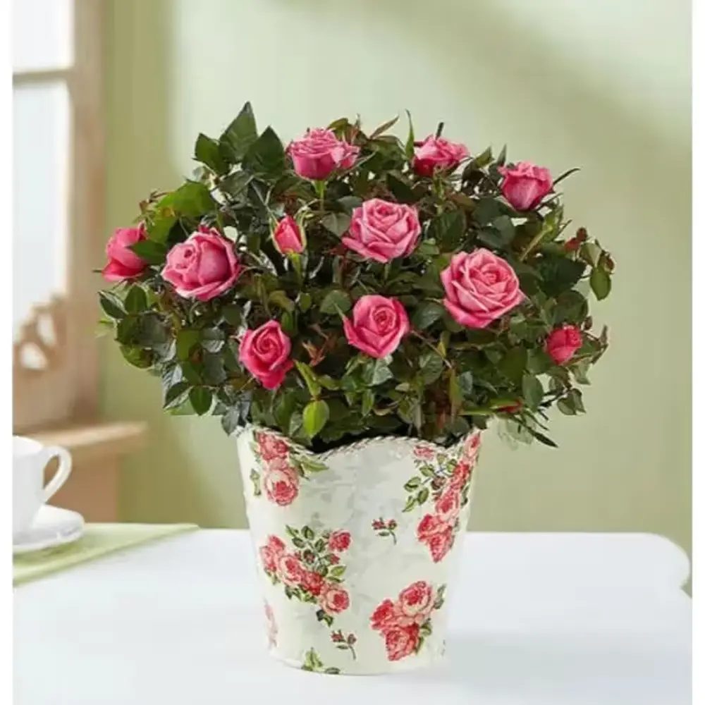 Pink Rose Plant in Scalloped Planter