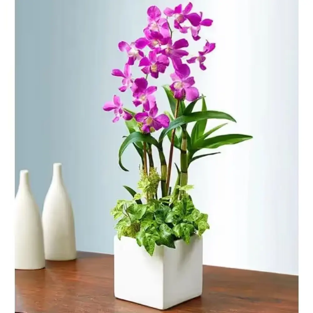 Dendrobium Orchid Dish Garden