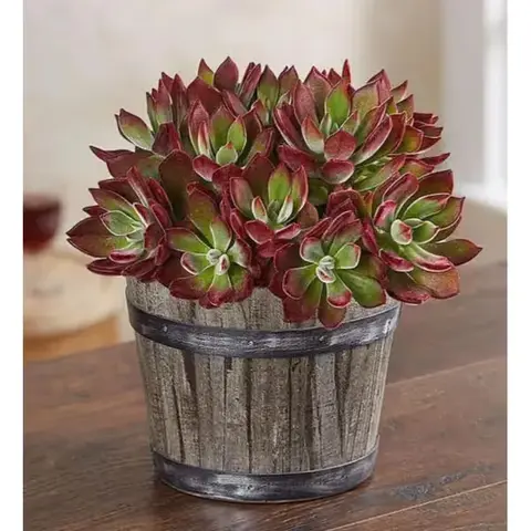 Echeveria in Wine Barrel Planter