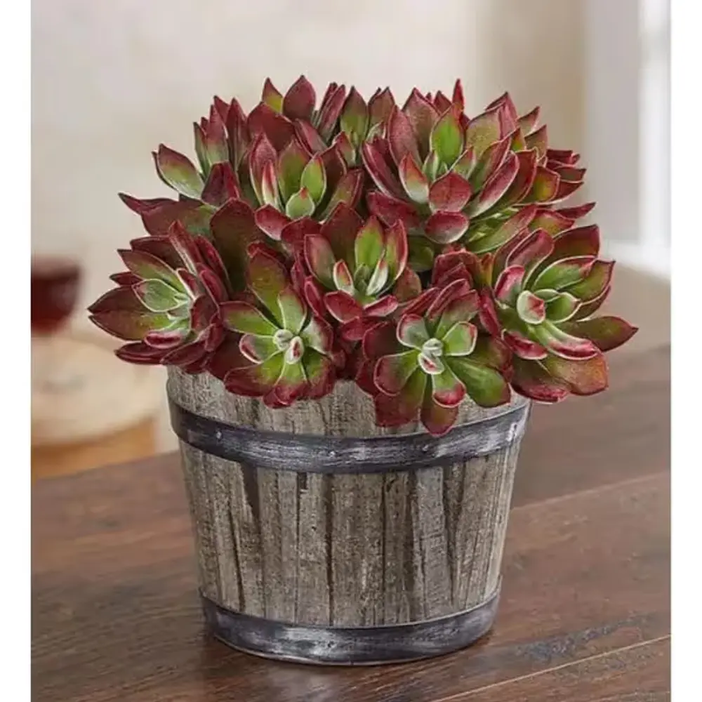 Echeveria in Wine Barrel Planter