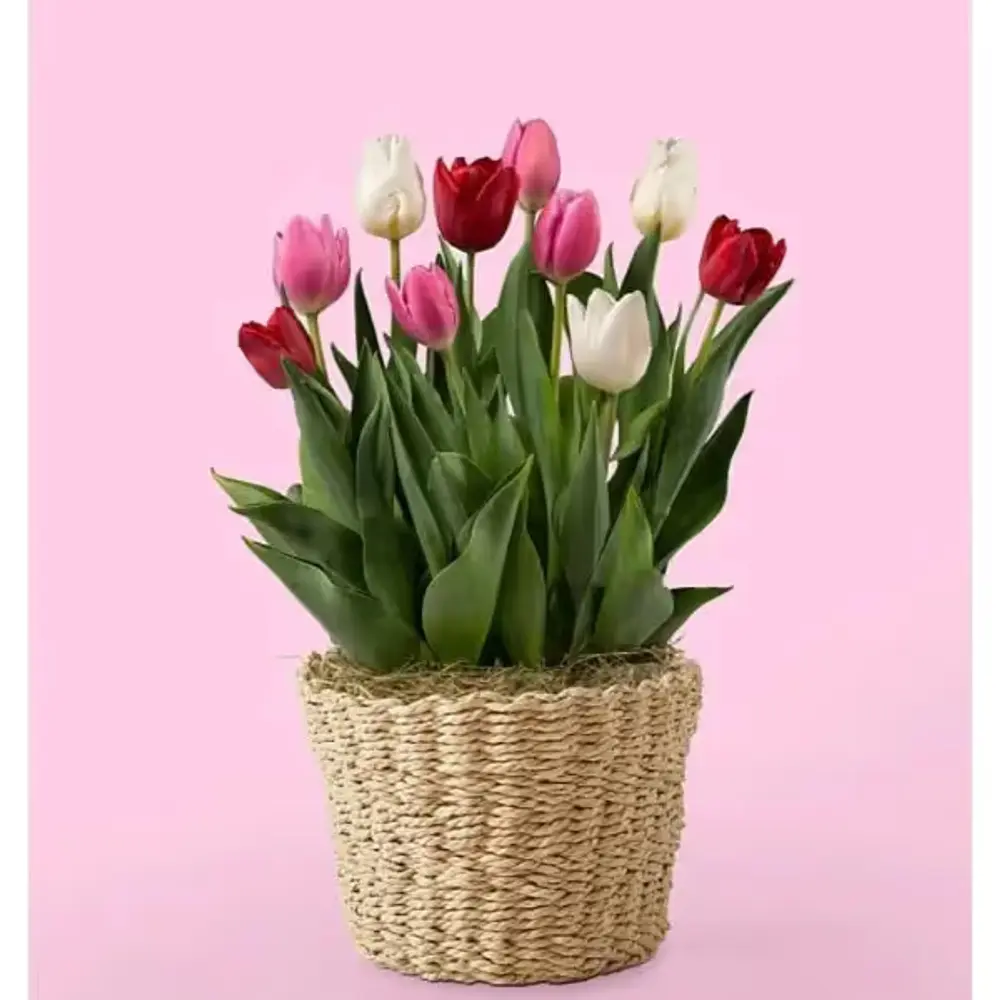 Shades of Love Tulip Bulb Garden