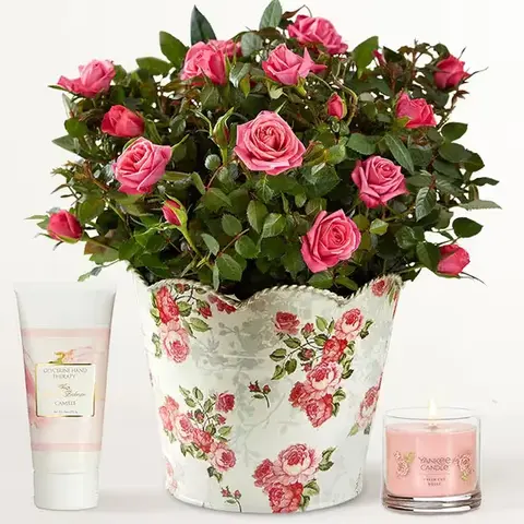 Pink Rose Plant in Designer Planter