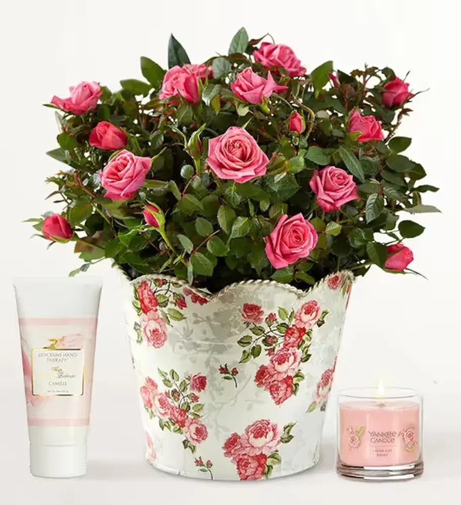Pink Rose Plant in Designer Planter