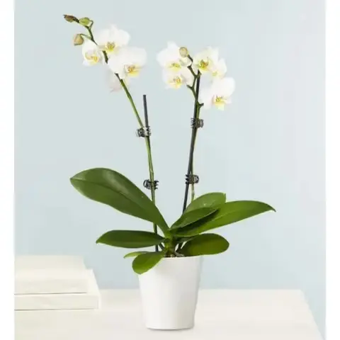 Double White Orchid Plant
