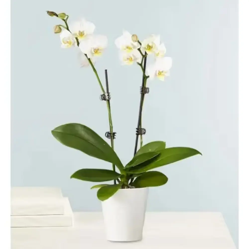 Double White Orchid Plant