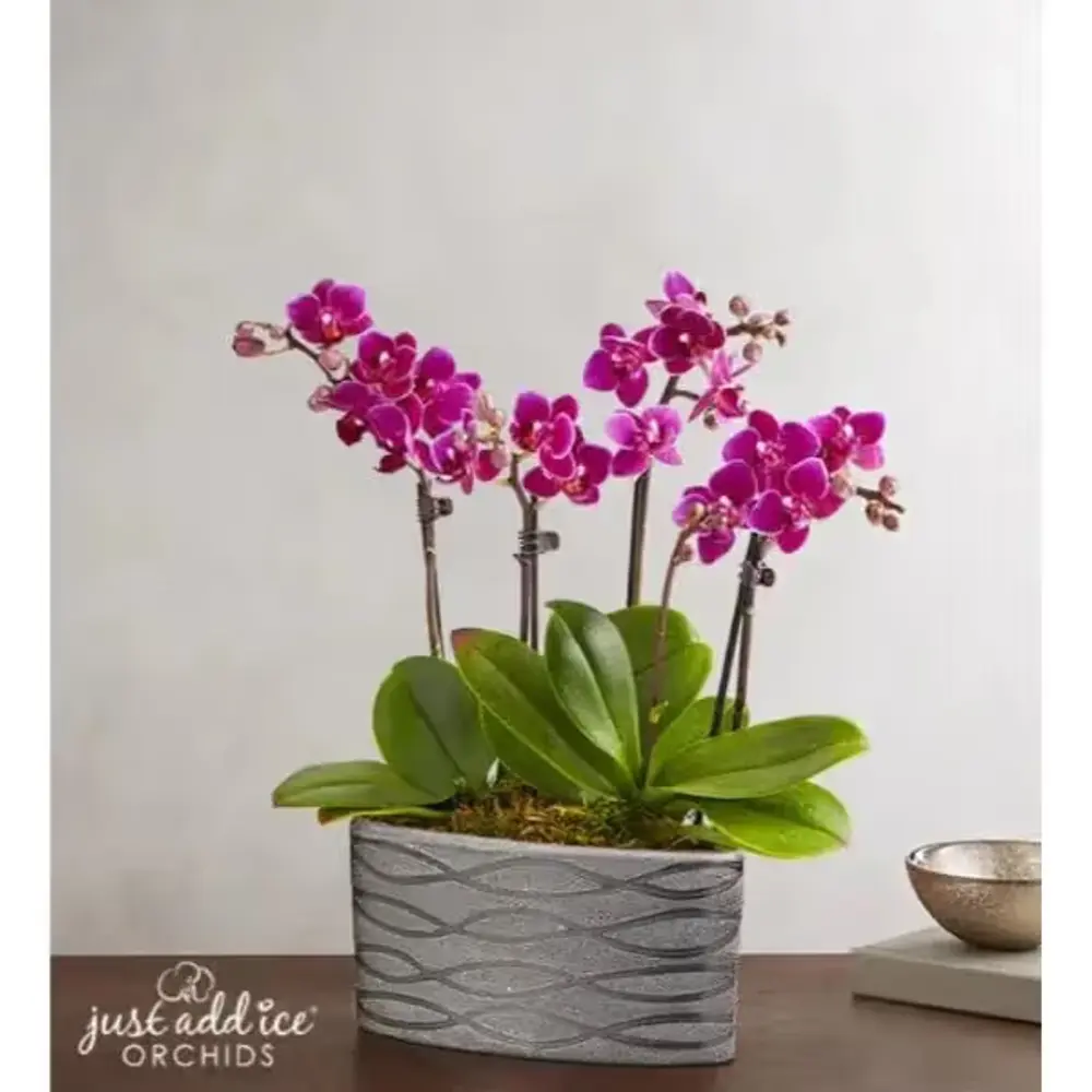Violet Opulence Orchid