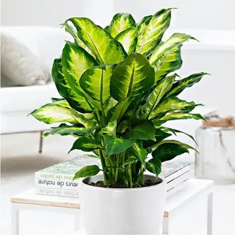Dieffenbachia Plant in Pot