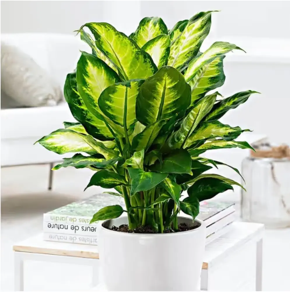 Dieffenbachia Plant in Pot